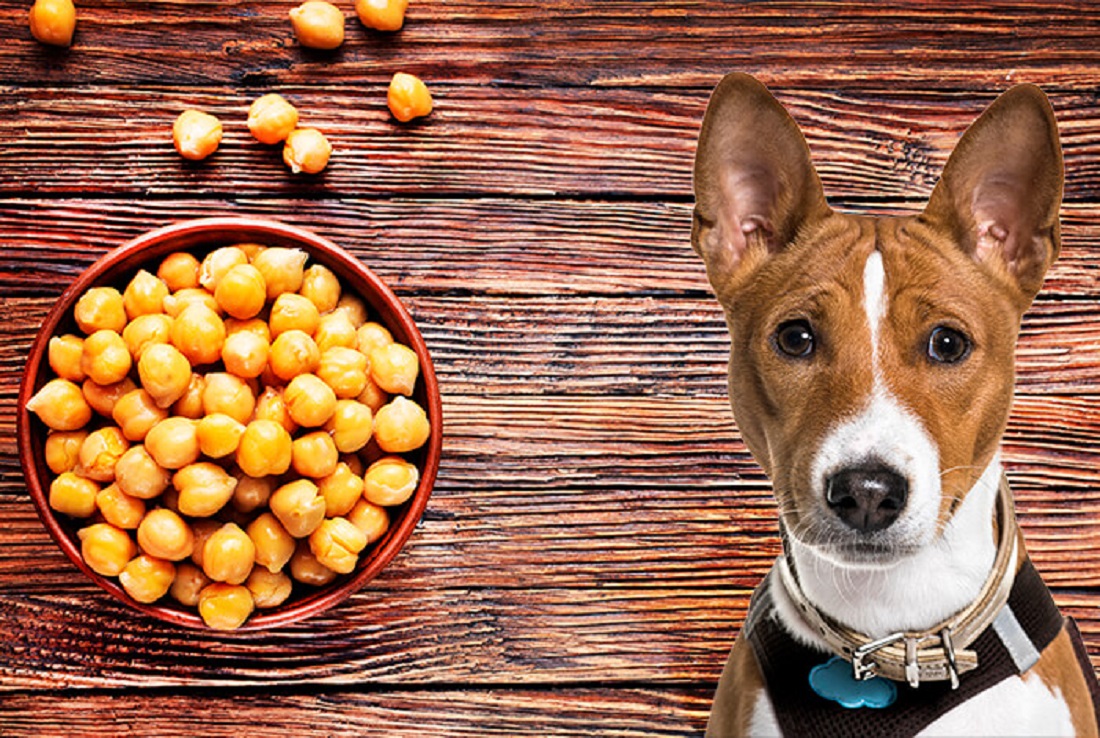 Can Dogs Eat Chickpeas