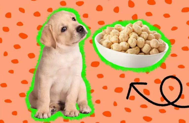 Can Dogs Eat Chickpeas? The Truth About This Healthy Superfood