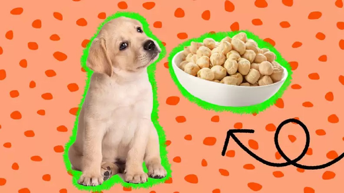 Can Dogs Eat Chickpeas
