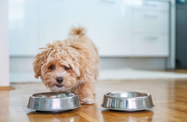 Get the Serving Size Right: A Dog Owner’s Guide to Feeding