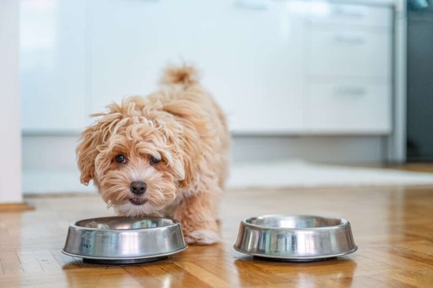 how much food to feed my dog