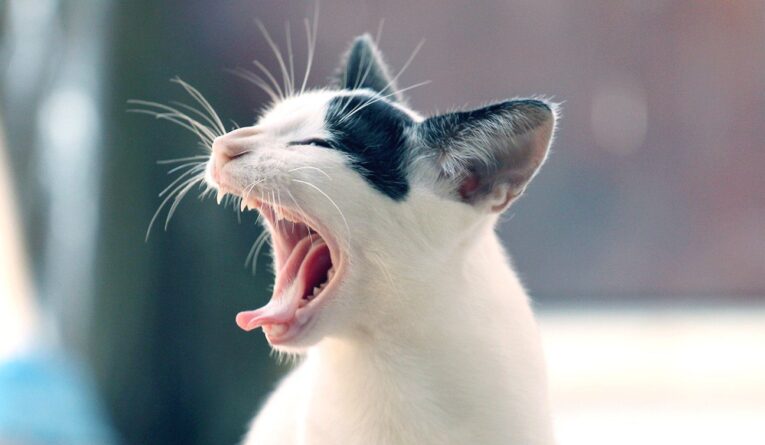 Is Your Cat Sneezing? Here’s What You Need To Know!