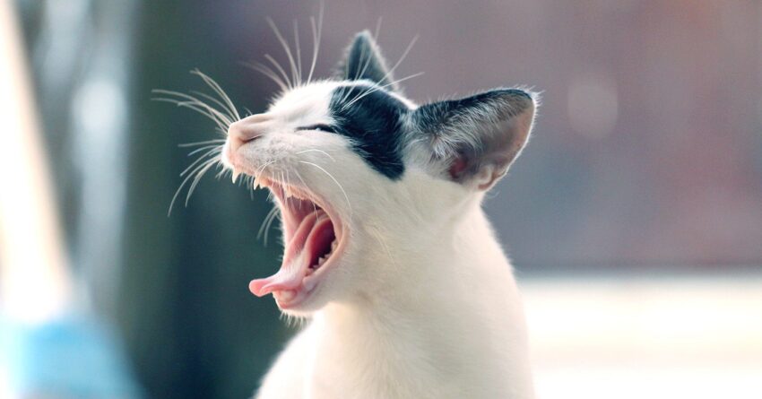 why is my cat sneezing