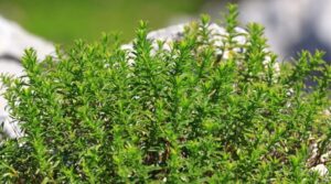 how to dry thyme at home