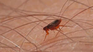 how to get rid of fleas in the house
