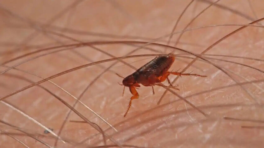 how to get rid of fleas in the house