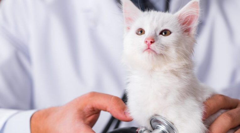 Vet Visits for Kittens: What You Need to Know