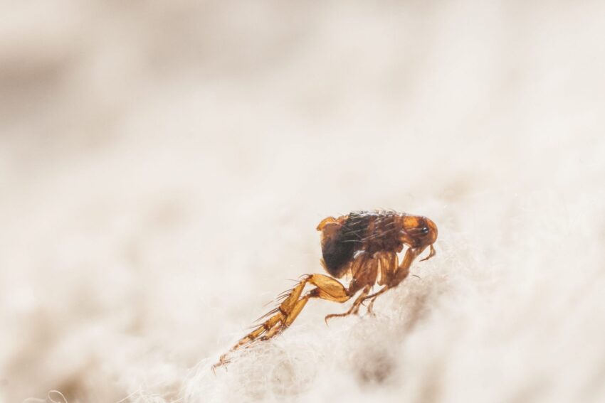 how to get rid of fleas in the house