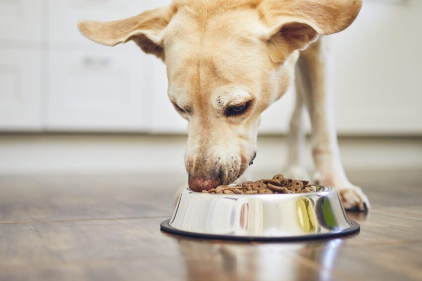 how much food to feed my dog
