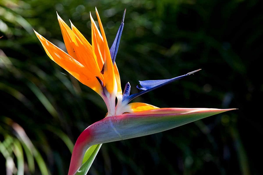 Bird of Paradise Plant Care: Fertilizing and Pruning Tips