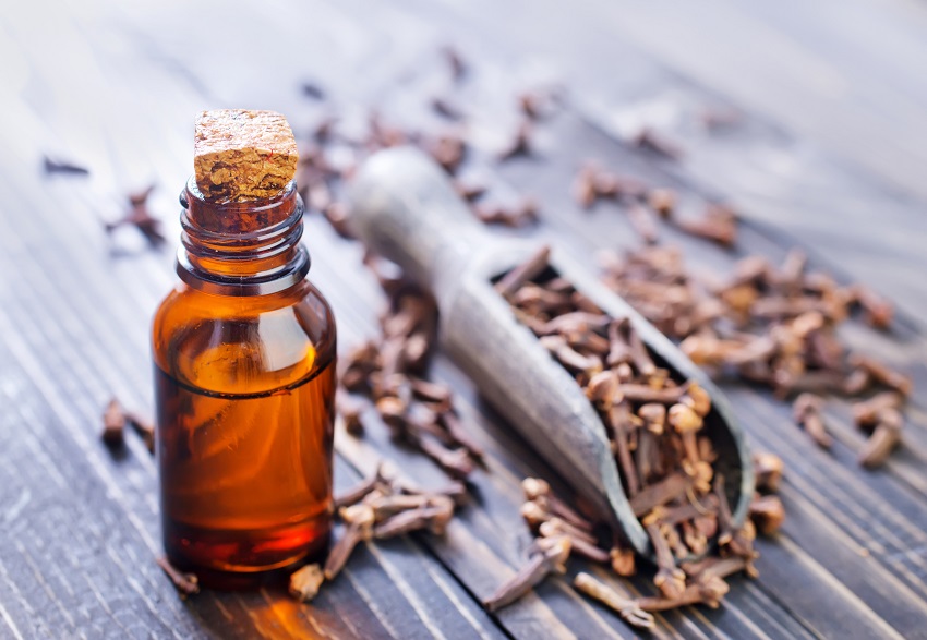 Can you use clove oil on bed bugs