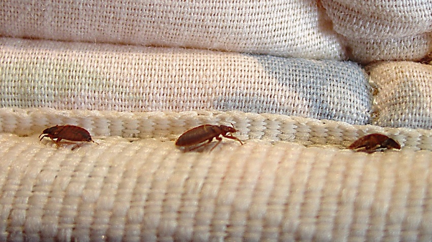 Can you use clove oil on bed bugs