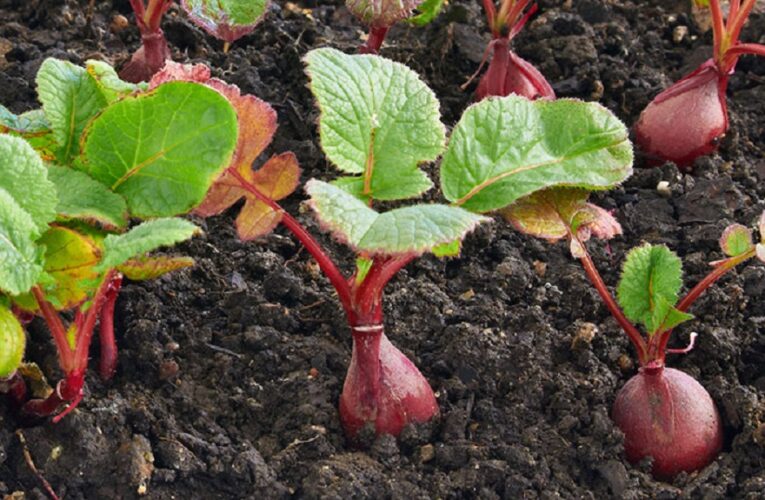 How to Grow Beetroot Seedlings: A Comprehensive Guide
