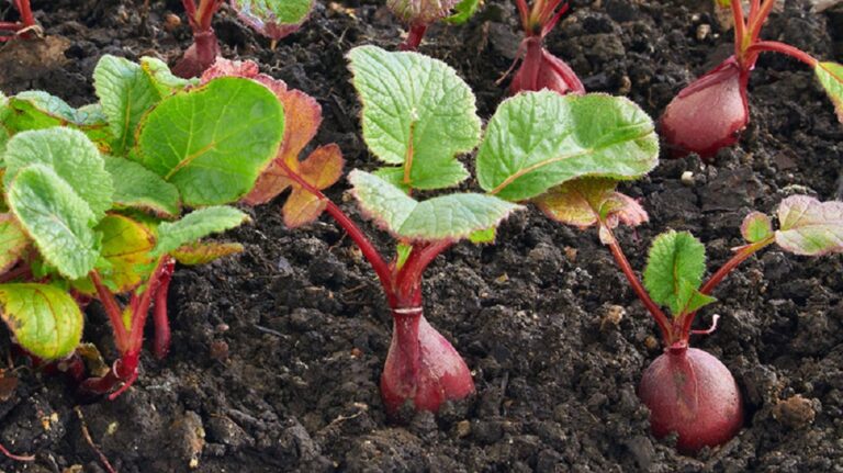 How to Grow Beetroot Seedlings: A Comprehensive Guide