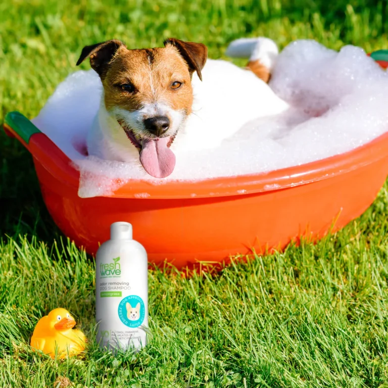 Deodorize Your Dog Days: Beyond Bath Time – Solutions for Eliminating Dog Odor